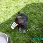 I-Wurf 25 Tage