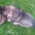 Lieselotta 38 Tage alt