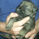 Leopold 10 Tage alt