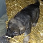 Lieselotta 29 Tage alt