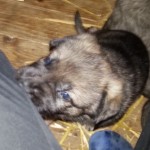Leopold 29 Tage alt