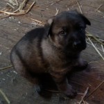 Leopold 29 Tage alt