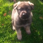 Leopold 37 Tage alt