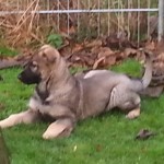 Lieselotta 59 Tage alt
