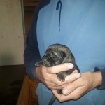 Leopold 2 Tage alt